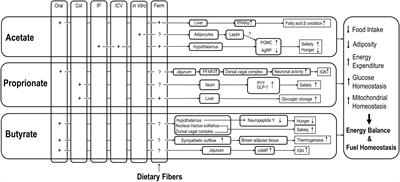 Distinct Effects of Short Chain Fatty Acids on Host Energy Balance and Fuel Homeostasis With Focus on Route of Administration and Host Species